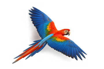 Scarlet macaw flying, spreading colorful red blue yellow wings, tropical bird in mid air, transparent background