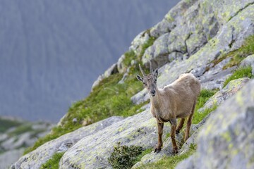 Alpine ibex (Capra ibex), Mont Blanc massif, Chamonix, France