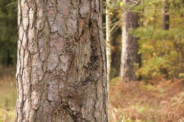  of a conifer tree trunk, likely a pine, showcasing the detailed texture of its brownish-gray bark. The trunk occupies the left side of the frame and is in sharp focus. The softly blurred background