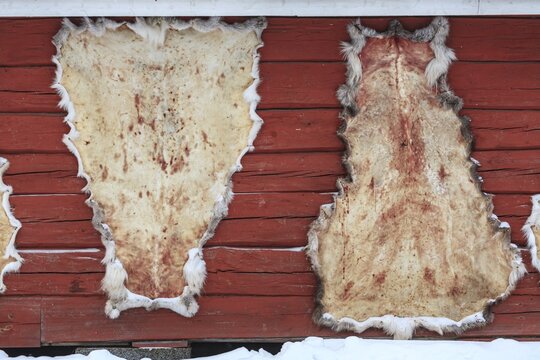 Reindeer skins hanging on a house wall, winter, snow, Sami culture, near Kvikkjokk, Laponia, Lapland, Sweden