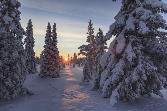 Snow-covered trees, sunrise, morning light, sunbeams, winter, near Porjus, Lapland, Sweden