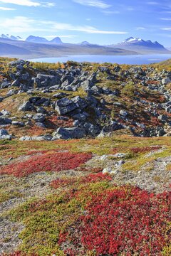 Autumn coloured blueberry bushes, red, sunny, stones, autumn, mountains, Stora Sj&ouml;fallet National Park, Kungsleden, view of Akka, Laponia, Lapland, Sweden