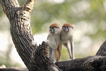 Black-nosed hussar monkey (Erythrocebus patas patas), Patas, West African hussar monkey, young animals, two animals, on tree, social behaviour, Gambia, West Africa