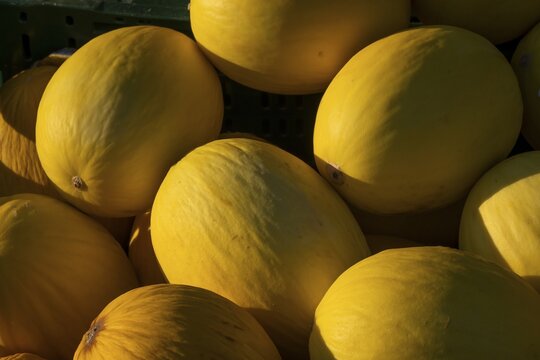 Close-up, several honeydew melons outdoors under sunlight, Copenhagen, Denmark
