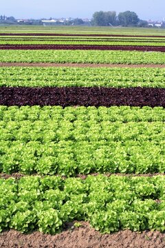 Planting, lettuce, (Latuca sativa var.) Capitata, Lollo Rossa