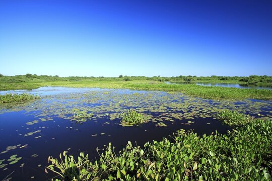 Pantanal, Landscape, Water Pantanal, Brazil