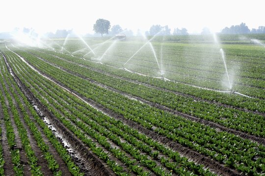 Planting, Romaine Lettuve (Latuca sativa var) . Field, Irrigation, Germany