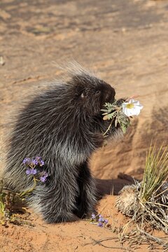 Urson (Erethizon dorsatum), tree porcupine, North American tree porcupine, adult, feeding, Monument Valley, USA