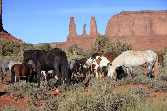 Mustang, (Equus caballus), horses, group, herd, Monument Valley, Utah, USA