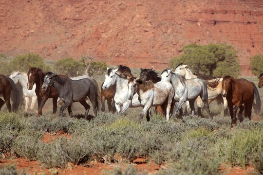 Mustang, (Equus caballus), horses, group, herd, Monument Valley, Utah, USA
