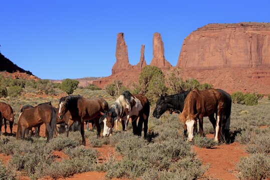 Mustang, (Equus caballus), horses, group, herd, Monument Valley, Utah, USA