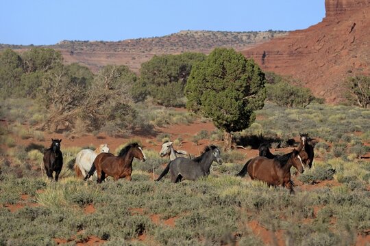 Mustang, (Equus caballus), horses, group, herd, Monument Valley, Utah, USA