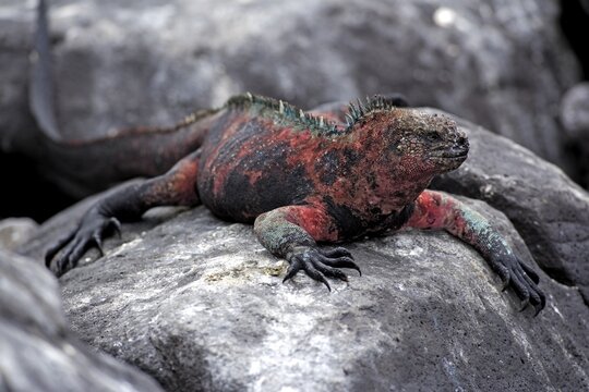 Marine lizard (Amblyrhynchus Scalloped ribbonfish), adult, male, resting on rocks, Galapagos Islands, Ecuador