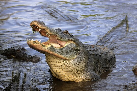 Mississippi alligator (Alligator mississippiensis), pike alligator, adult, open mouth, open maw, feeding, Florida, USA