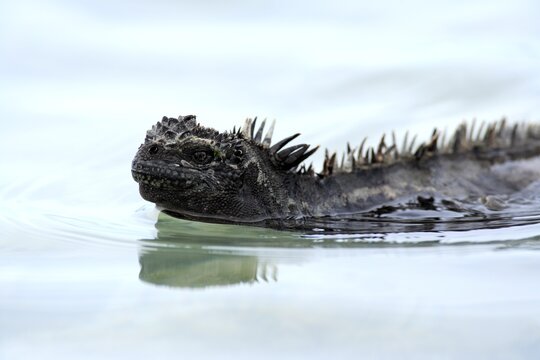 Marine lizard (Amblyrhynchus Scalloped ribbonfish), adult, water, sea, swimming, portrait, Galapagos Islands, Ecuador
