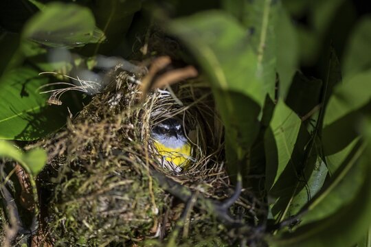 Sulphur-masked tyrant (Pitangus sulphuratus) sitting in its nest at night, at night in the tropical rainforest, Puntarenas province, Costa Rica