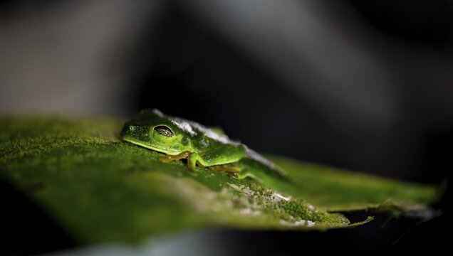 Red-eyed tree frog (Agalychnis callidryas), sitting asleep on a leaf, at night in the tropical rainforest, Puntarenas province, Costa Rica