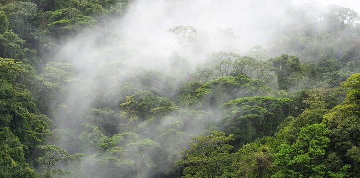 Fog drifts through the rainforest, treetops in the dense forest, mountain rainforest, Alajuela province, Costa Rica