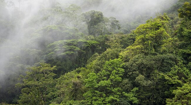 Fog drifts through the rainforest, treetops in the dense forest, mountain rainforest, Alajuela province, Costa Rica