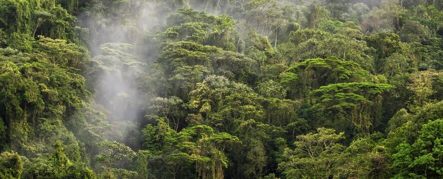 Fog drifts through the rainforest, treetops in the dense forest, mountain rainforest, Alajuela province, Costa Rica