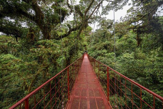 Red suspension bridge between the treetops in the rainforest, Monteverde cloud forest, Monte Verde, Puntarenas province, Costa Rica