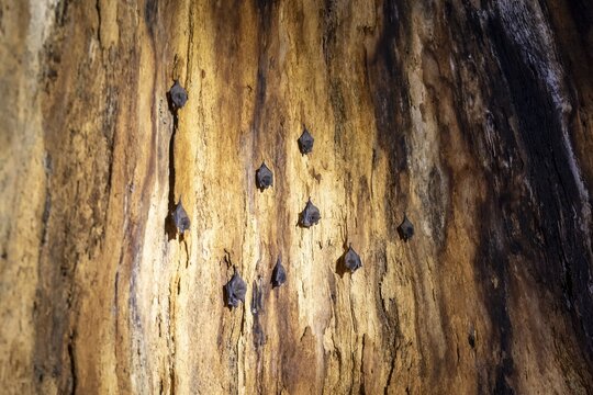 Bats hanging inside a hollow tree, tropical rainforest, Corcovado National Park, Osa Peninsula, Puntarena Province, Costa Rica