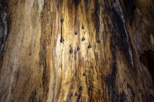 Bats hanging inside a hollow tree, tropical rainforest, Corcovado National Park, Osa Peninsula, Puntarena Province, Costa Rica