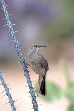 Curve-billed mockingbird (Toxostoma curvirostre), adult, Ocotillo cactus, Sonoran Desert, Arizona, USA