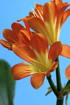 Clivia (Clivia miniata), flower, flowering, Germany