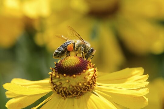 Western honey bee (Apis mellifica), imago, collects, foraging, foraging, pollen, flower, flower, Ellerstadt, Germany