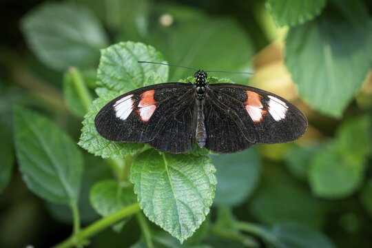 Butterfly with black wings and white-red spots sitting on a leaf Butterfly House, Botanical Garden or Botanisk Have, University, Copenhagen, Denmark