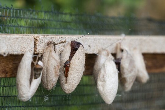 Brown silk cocoons hanging on pins attached to a wooden frame, butterflies, Butterfly House, Botanical Garden or Botanisk Have, University, Copenhagen, Denmark