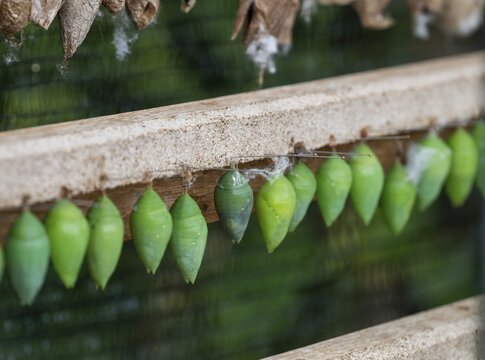 Green cocoons hanging from a wooden frame, Butterfly House, Botanical Garden or Botanisk Have, University of Copenhagen, Denmark