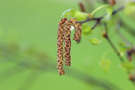 Black alder (Alnus glutinosa), flower, Germany