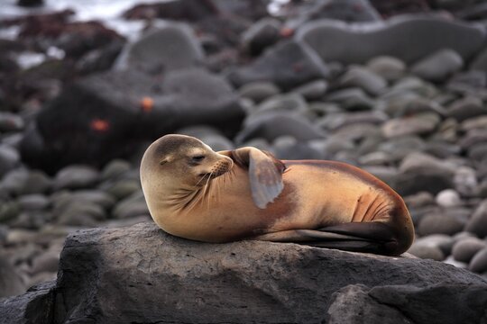 Galapagos sea lion (Zalophus wollebaeki), adult, female, lying, resting, on land, on rocks, Galapagos Islands, Ecuador