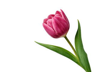 Obraz premium Single pink tulip flower with green leaves on black background bloom blossom, Png, Isolated on Transparent Background, Cut Out