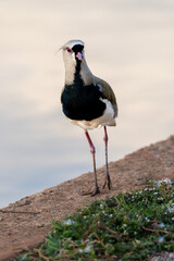 Querro-quero. no aprque de Brasília
