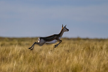 Blackbuck Antelope jumping in Pampas plain environment, La Pampa province, Argentina