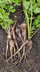 Digging up parsnips in the organic garden