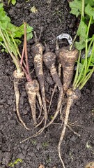 Digging up parsnips in the organic garden