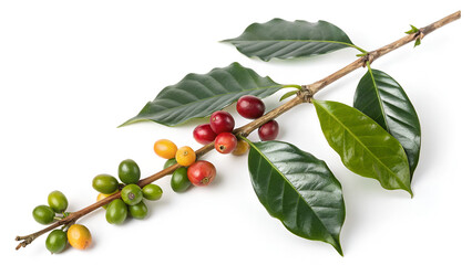 Coffee beans on a branch of tree isolated on white background
