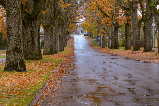 Autumn street with trees and wet asphalt after rain, peaceful small town road lined with colorful fall leaves, quiet seasonal landscape background