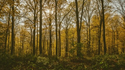Fototapeta premium Yellowing leaves on the trees, nature, gold, tree, leaf, forest, autumn, beauty, green, orange, color