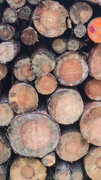 A dense, textured full-frame view of stacked, freshly cut wooden logs showing varying sizes, tree rings, and vibrant orange and brown tones. Video 4k
