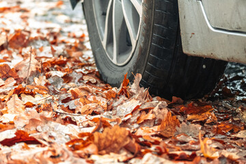Car tire on wet autumn leaves after rain, close-up of vehicle wheel on fall road, seasonal...