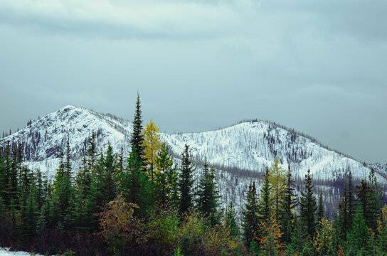 Snow Covered Mountain Peaks with Evergreen Forest near Lunch Peak Lookout, Sandpoint, Idaho