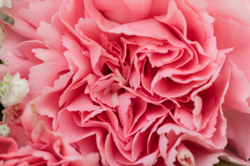 Close-up of Pink Carnation and White Gypsophila Flower Bouquet in Natural Light, Bright and Cheerful for Celebration or Happy Occasions