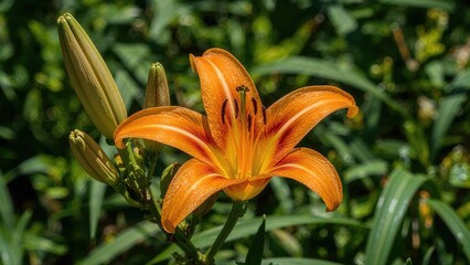 Fototapeta premium LÃ­lium pensylvÃ¡nicum is a species of monocotyledonous flowering plant in the Liliaceae family, shown as an orange lily in sunlight with blooming and unopened buds.