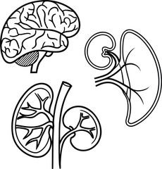 “Minimal Black and White Human Anatomy Vector: Brain, Kidney, and Spleen Outline Diagram for Education and Coloring Book”