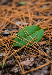 Close up view of a green leaf covered in dry needles, laying in the forest ground